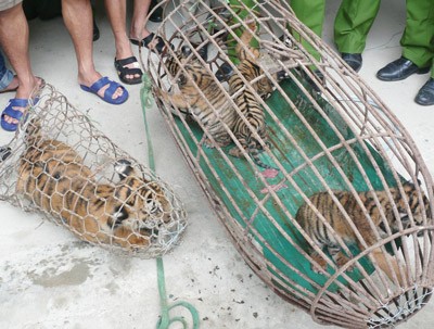 Four tiger cubs that were detained Four tiger cubs that were detained